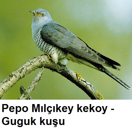 Pepo-Milcikey-kekoy---Gugukkusu-2.jpg
