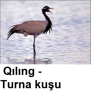 Qiling---Turna-kusu-1.jpg
