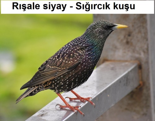 Risale-siyay---Sigircik-kusu-2.jpg
