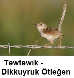 Tewtewik---Dikkuyruk-Otlegen-1.jpg