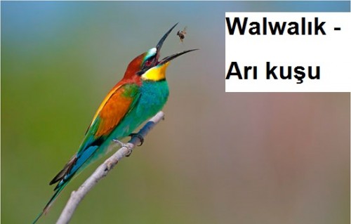 Walwalik---Ari-kusu-1.jpg