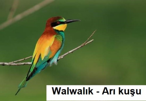 Walwalik---Ari-kusu-2.jpg