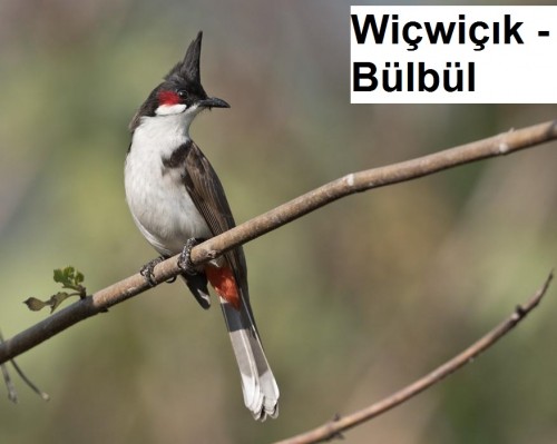 Wicwicik---Bulbul-3.jpg