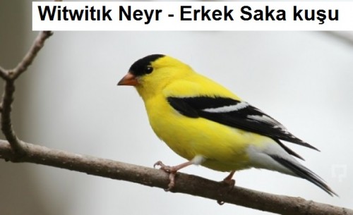 Witwitik-neyr---Erkek-Saka-kusu-2.jpg