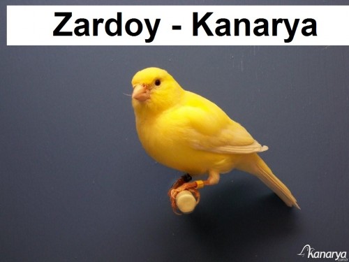 Zardoy kanarya 2