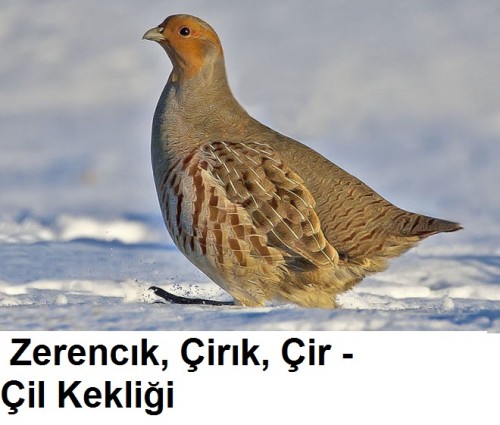 Zerencik-Cirik-Cir---Cil-kekligi-1.jpg