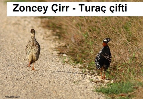 Zoncey-Cirr---Turac-cifti-1.jpg