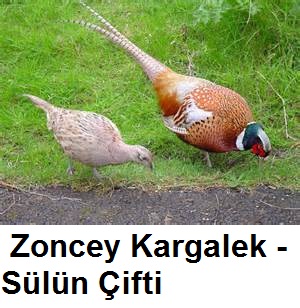 Zoncey-Kargalek---Sulun-Cifti-1.jpg