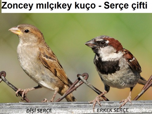 Zoncey mılçıkey kuço Serçe çifti 1