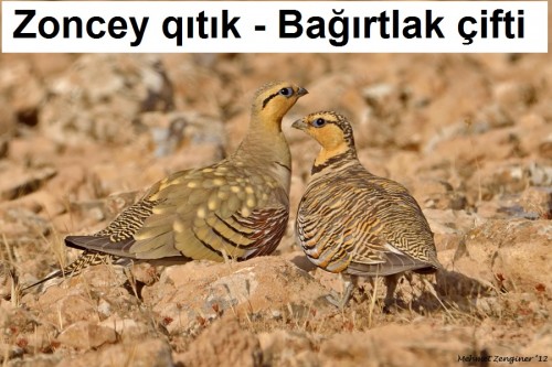 Zoncey qıtık Bağırtlak çifti 1