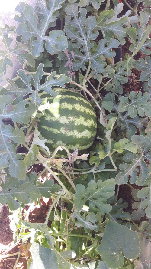20190707_103431.jpg