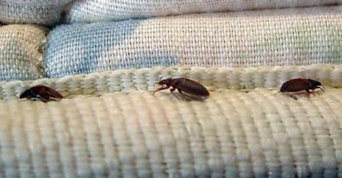 bed-bugs-in-edmonton-1.jpg