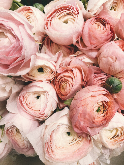 facts-about-flowers-that-will-surprise-you-2.jpg