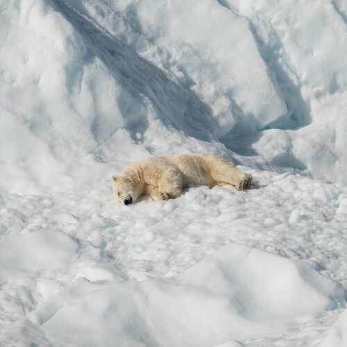 top-seven-animals-you-can-see-in-antarctica-2.jpg