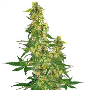 kryptonite-feminized-marijuana-seeds_1-300x300.jpg