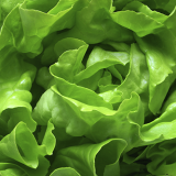 General_Butter-lettuce-close-up.png