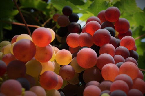 grapes-2597669_960_720-2.jpg