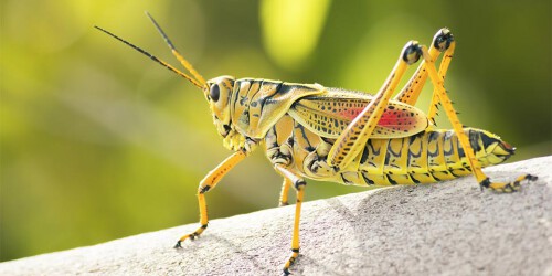 everglades-insects-01.jpg