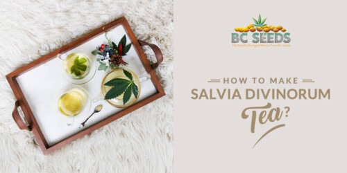 Are you looking to make salvia tea with latest techniques? Then we offer numerous procedures to make it efficiently and expertly. Please browse our website for more information.