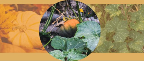 Finding for benefits of pumpkin leaves? Glowalley.com is superb place that tells about advantages of pumpkin leaves and how to make pumpkin juice leaves recipe. Come to our site for more information.


https://glowalley.com/top-10-health-benefits-of-pumpkin-leaves-recipes-to-prepare-it/