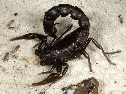 buy-androctonus-crassicauda-venom.jpg