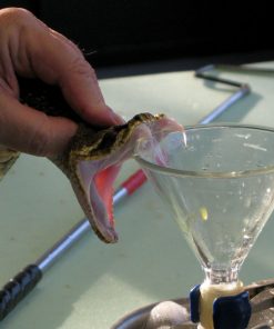Buy-Atheris-Chlorechis-Venom-online-247x296.jpg