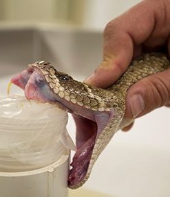 Snake_venom-extraction-247x285.jpg
