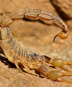 Androctonus-Amoreuxi-Venom-247x296.jpg