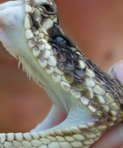 Buy-King-Cobra-Snake-Venom-Online-247x296.jpg