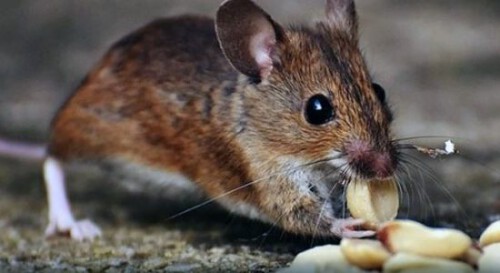 mice-removal-under-deck-in-edmonton-oym05n4j7or0bsn9olyca0xhbj3broayoddrdbwkzc-1.jpg