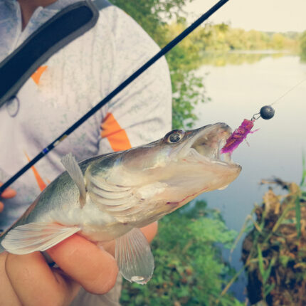 predator-fishing-430x430.jpg