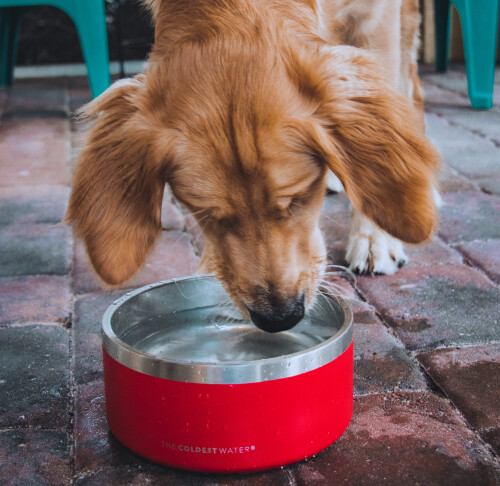 Surfing for Dog Bowls? Coldest.Com's dog bowls are attractive because they are made of True Coldest Steel and carefully polished. For further info, visit our site.

https://coldest.com/product/dog-bowl/