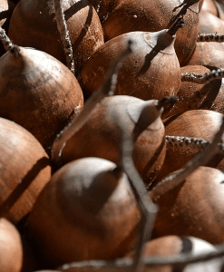 Babassu-Refined-Organic-600_SmallFile-247x300.png