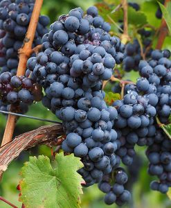 Grapeseed-Organic-CO-247x300.jpg