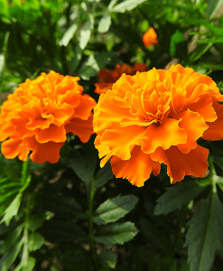 Tagetes-600_SmallFile-247x300.png