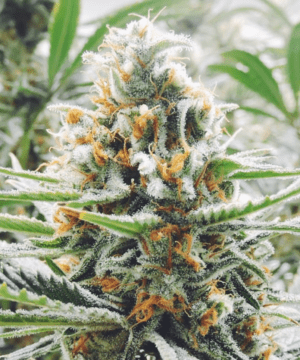 Amnesia-Haze-Strain-e1599596546238-300x360.png