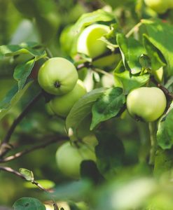Apple-Green-247x300.jpg