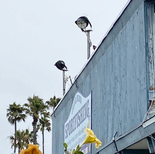 500-watt-led-stadium-light-installed-ub-1000px.jpg