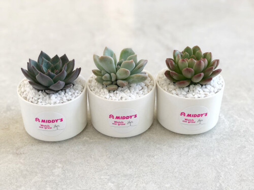 Buy the best plant gift from Happylittlesucculents.com.au in Sydney. We offer an extensive range of healthy succulents plants as gifts with a handwritten card and next day delivery service. Find out more today, visit our website.



https://happylittlesucculents.com.au/