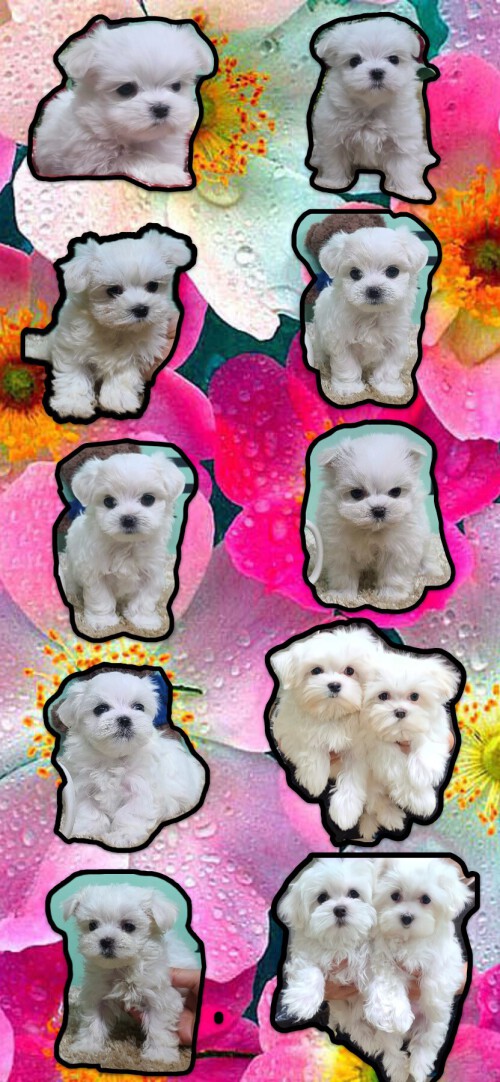 Looking for Korean Maltese Puppies For Sale? Abcpuppy.com is a marketing company based in the Rio Grande Valley that caters to local hobby breeders. Check out our site for more details.

https://www.abcpuppy.com/pages/korean-maltese