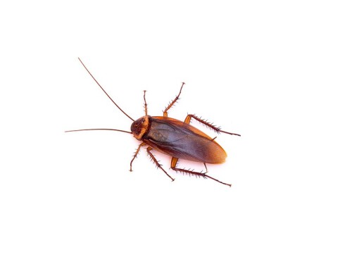 We are one of the reliable platforms who offer Cockroach Control & removal services in Singapore. Visit our website today for more information.

http://www.conquerpest.sg/pest/cockroach/