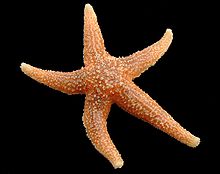 220px-Asterias_rubens.jpg