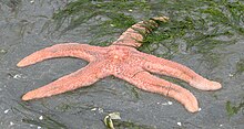 Giant_pink_seastar.jpg