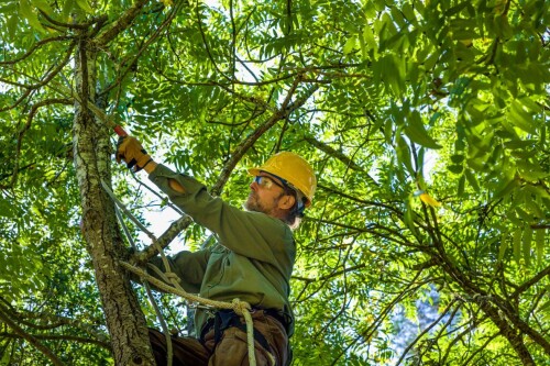 Give your trees a good look with the Tree Pruning in Christchurch or Tree Trimming in Christchurch. You will get the service from the experienced Arborists professionals. Visit their website proarbcantebury.kiwi for more information.


https://proarbcanterbury.kiwi/pruning-topping-hedges/