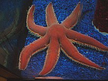 Luidia_ciliaris.005.jpg