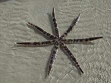 Luidia_maculata_Ras_Sedr_Egypt.jpg