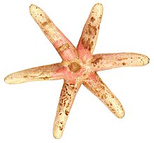 Nepanthia_belcheri_-_Plate_10_Clark_1938_cropped.jpg
