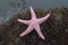 Pisasterbrevispinus.jpg