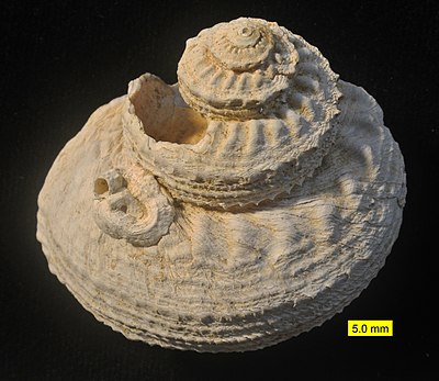 CyprusPlioceneGastropod.jpg