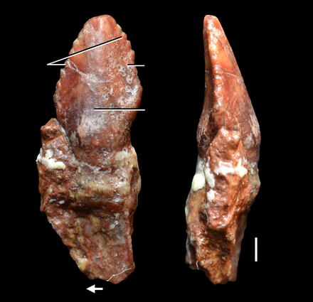 440px-Azendohsaurus_laaroussii_teeth.png